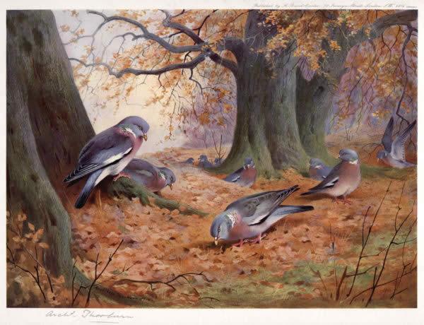Archibald Thorburn Wood Pigeon on Beech Mast